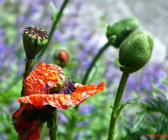 Mohn