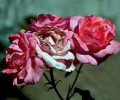 BLÜTEN