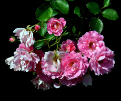 BLÜTEN