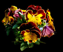 BLÜTEN