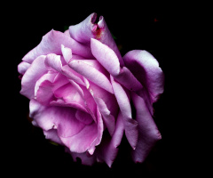BLÜTE
