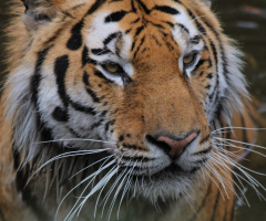 Tiger moment