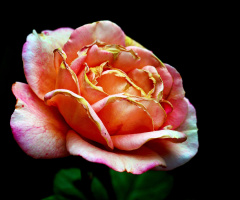 BLÜTE