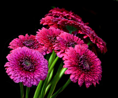 BLÜTEN