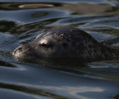 A seal moment