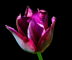 BLÜTE