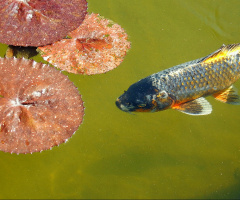 Carpa fish