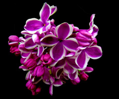 BLÜTEN