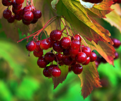 BEEREN