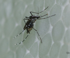 mosquito