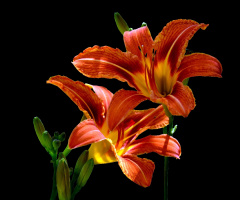 BLÜTEN