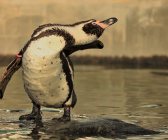 Penguin moment...