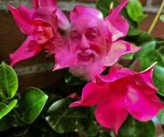 a very special Flower