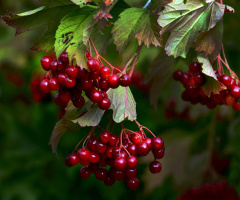 BEEREN