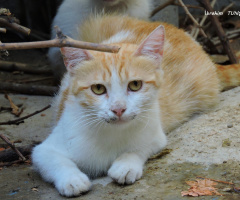 Kedi