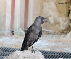 Alaca Karga