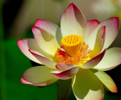Lotus