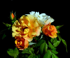 BLÜTEN