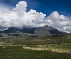 Pastoral