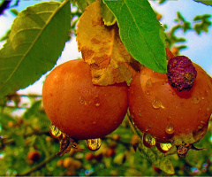 REGENTROPFEN