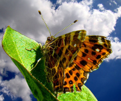 SCHMETTERLING