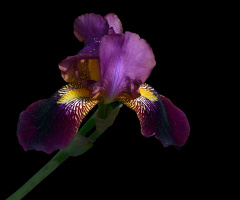 BLÜTE