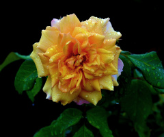 REGENTROPFEN