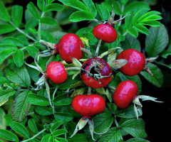 REGENTROPFEN