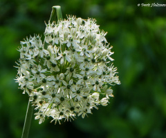 Blüte