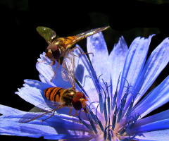 BLÜTE MIT BESUCH