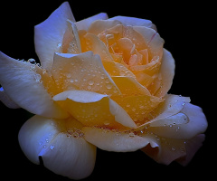 after rain
