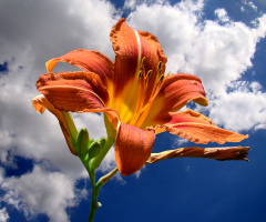BLÜTE