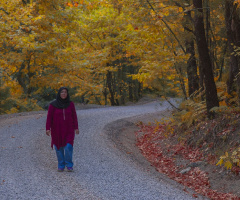 Yol