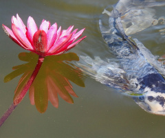 Nymphs with carp fish