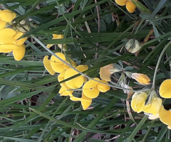 Sıra sıra 