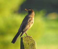 Juvenile American robin