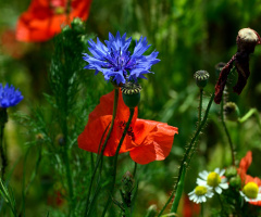 BLÜTEN