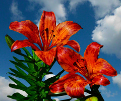 BLÜTEN