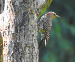 Woodpecker 