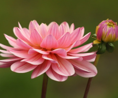 Two