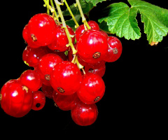 BEEREN