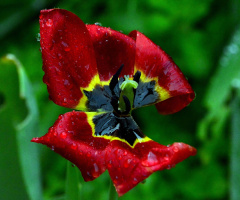 REGENTROPFEN