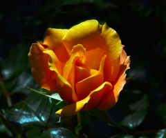 BLÜTE