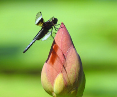 Dragonfly with Lotus 