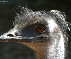 Emu