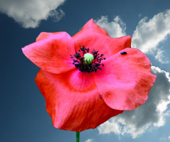 BLÜTE