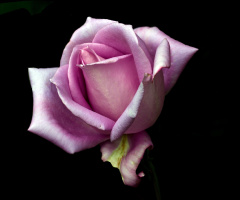 BLÜTE
