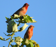 Red Crossbill
