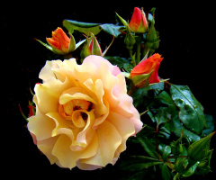 BLÜTEN