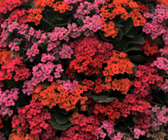 Colors...
